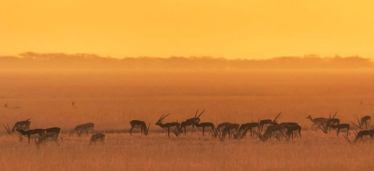 The Blackbuck Lodge Бхавнагар Экстерьер фото